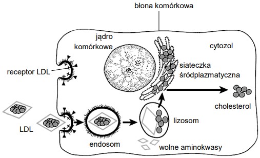 W Blonie Lizosomu Wbudowane Jest Bialko - Zadanie - Zadanie 14.5, arkusz maj 2022 - z odpowiedzią - kursy
